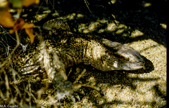 Varanus albigularis angolensis