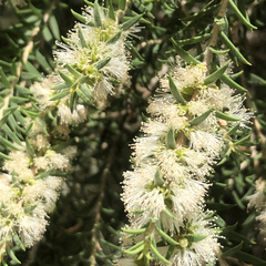 Melaleuca lanceolata