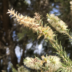 Melaleuca lanceolata
