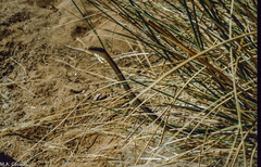 Psammophis trigrammus