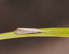 Asmicridea edwardsii