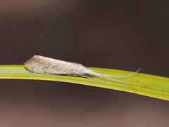 Asmicridea edwardsii