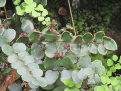 Pellaea rotundifolia