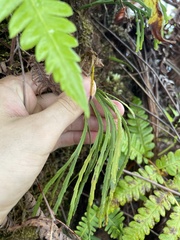 Psilotum complanatum