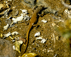 Mayer's Sand Lizard photo 3