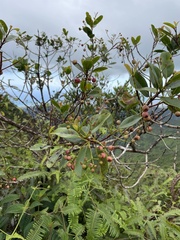 Syzygium sandwicense