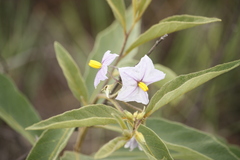 Solanum delagoense