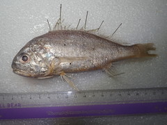 Pennahia macrocephalus