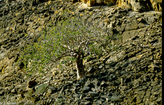 Sterculia quinqueloba