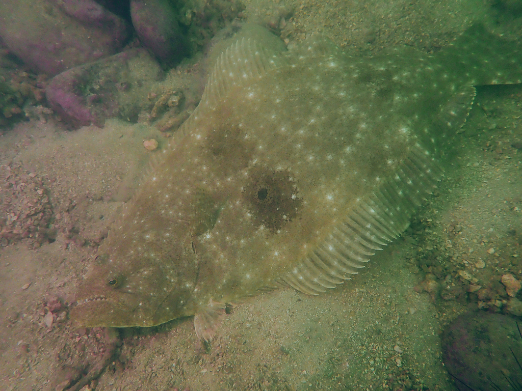 Bastard halibut (Paralichthys olivaceus) — Paralichthyidae