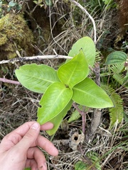 Kadua