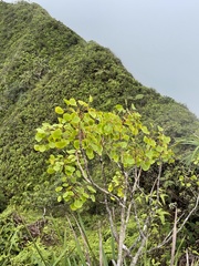 Cheirodendron platyphyllum