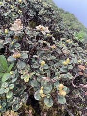 Metrosideros rugosa