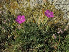 Dianthus nardiformis