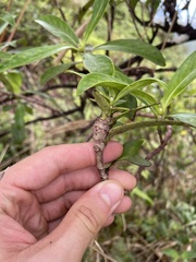 Merimnetria homoxyla