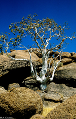 Sterculia quinqueloba