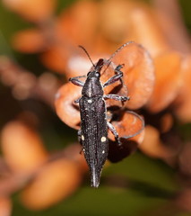 Rhinotia bidentata