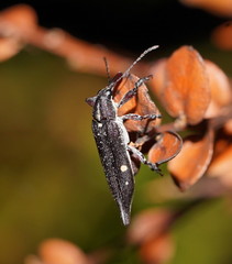 Rhinotia bidentata