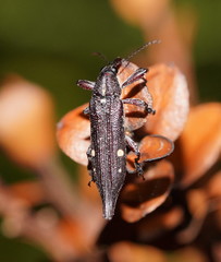Rhinotia bidentata