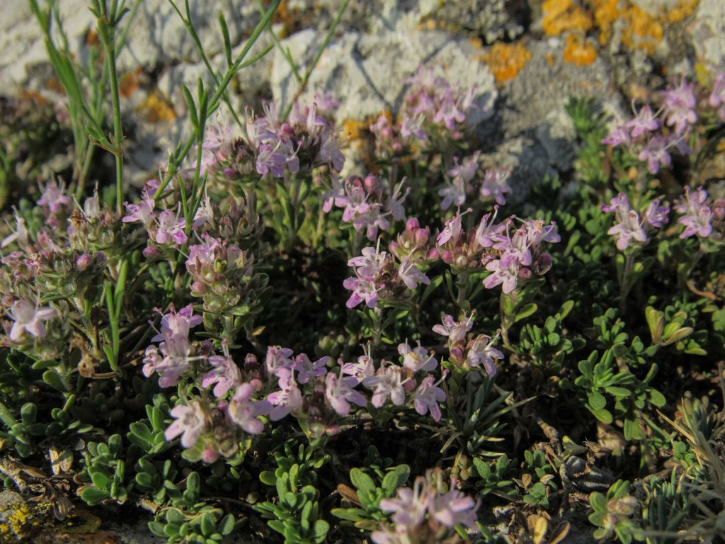 Thymus zygioides