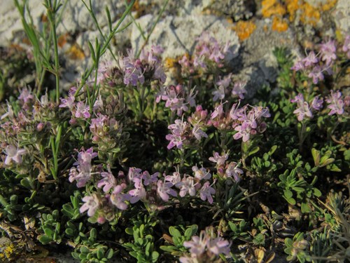 Thymus zygioides