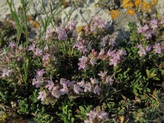 Thymus zygioides