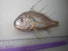 Pennahia macrocephalus