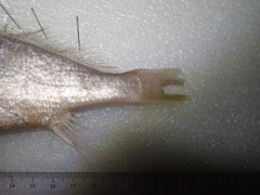 Pennahia macrocephalus