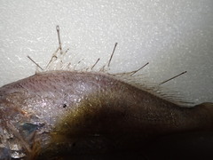Pennahia macrocephalus