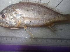 Pennahia macrocephalus