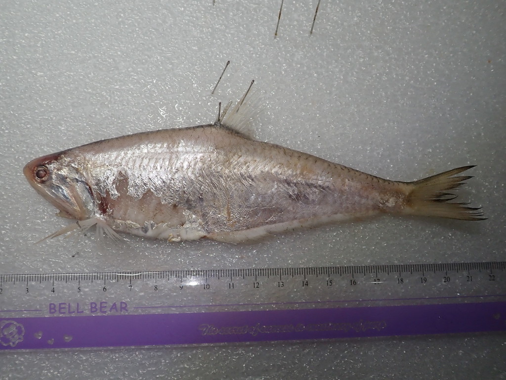 Common hairfin anchovy (Setipinna tenuifilis) — Engraulidae