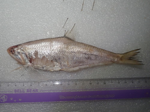 Common hairfin anchovy (Setipinna tenuifilis) — Engraulidae