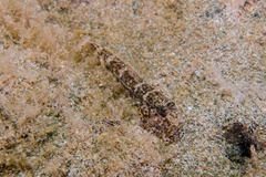 Favonigobius exquisitus