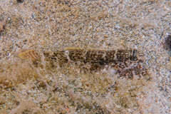 Favonigobius exquisitus