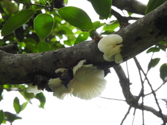 Pleurotus djamor