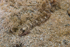 Favonigobius exquisitus