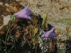 Campanula romanica