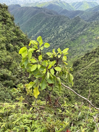 Cheirodendron trigynum