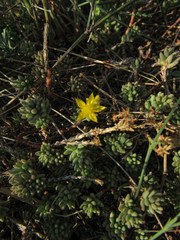 Sedum urvillei