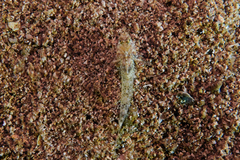 Favonigobius