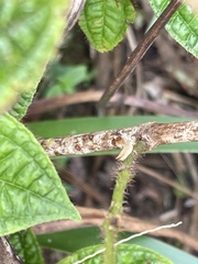 Mesophleps adustipennis