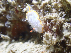 Diaphorodoris