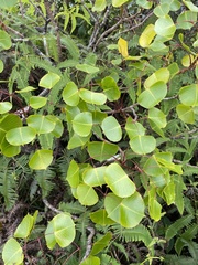 Cheirodendron platyphyllum