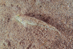 Favonigobius