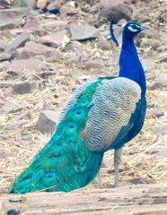 Pavo cristatus
