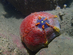 Pseudocolochirus violaceus
