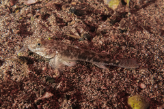 Favonigobius