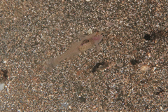 Gobiopterus semivestitus