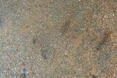 Gobiopterus semivestitus