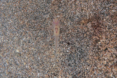 Gobiopterus semivestitus